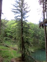 Sequoia sempervirens