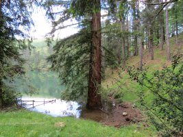 Sequoia sempervirens