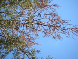 Sequoia sempervirens