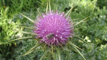 Silybum marianum, Azkoien