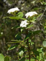 Viburnum tinus