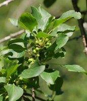 Rhamnus cathartica Aralarren