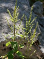 Teucrium scorodonia, Aralar, Uztailean
