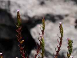 Centranthus calcitrapae, loreak.