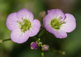 Cardamine raphanifolia, Oiartzun
