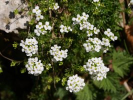 Pritzelago alpina, Aizkorri aldean.