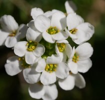 Pritzelago alpina, Aizkorri aldean.