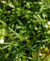 Pritzelago alpina, Aizkorri aldean.