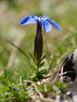 Gentiana verna, Aizkorri aldean