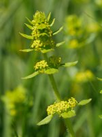 Cruciata laevipes, Ilarduia aldean