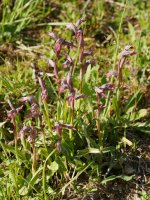 Landareak, Astigarragako Bentaren inguruetan