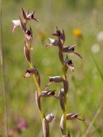Landareak, Astigarragako Bentaren inguruetan