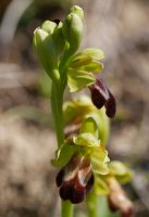 Ophrys vasconica, Ilarduia aldean