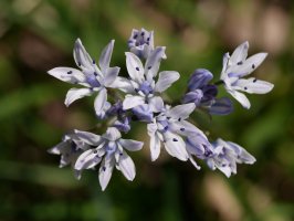 Loreak, Ilarduia aldean