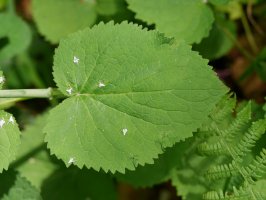 Valeriana pyrenaica, Fagollaga aldean