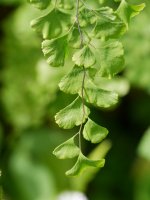 Adiantum capillus-veneris, Fagollaga aldean