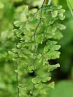 Adiantum capillus-veneris, Fagollaga aldean