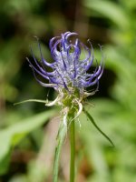 Phyteuma pyrenaicum, Landarbaso aldean