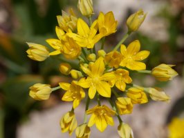 Allium moly, Irurtzun aldean