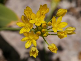 Allium moly, Irurtzun aldean
