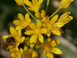 Allium moly, Irurtzun aldean