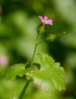 Geranium lucidum, Irurtzun aldean