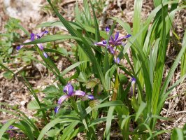 Iris graminea, Irurtzun aldean