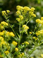 Sisymbrium austriacum chrysanthum, Latasa aldean