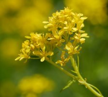 Sisymbrium austriacum chrysanthum, Latasa aldean