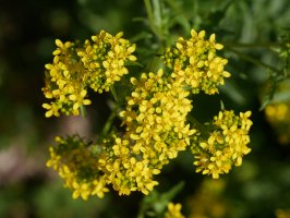 Sisymbrium austriacum chrysanthum, Latasa aldean