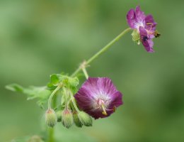Geranium phaeum, Bidasoa aldean