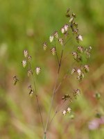 Briza media, Astigarraga aldean