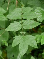Filipendula ulmaria, Bera aldean
