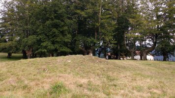 Goinzarizelaia tumuloa