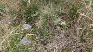 Tranpaluarri tumuloa