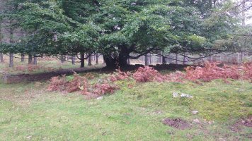 Arrolamendi I tumuloa 5