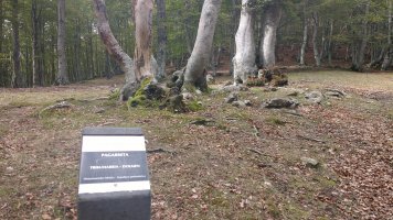 Pagarreta trikuharria (2017)