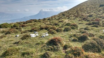 Arbotton eraztun-tumulua (2017)