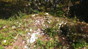 Aileta trikuharria 2