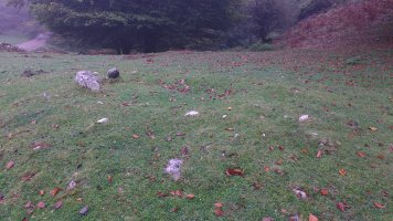 Arraztarangaina trikuharria 2