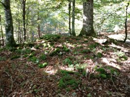 Ollargan trikuharria 2