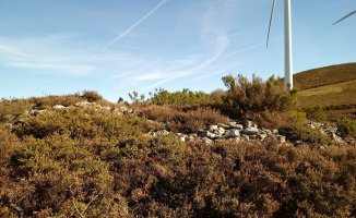 Gainlabur trikuharria (2017)