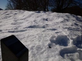 Pagobedeinkatua tumuloa (2017)