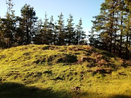 Diruzulo trikuharria 4