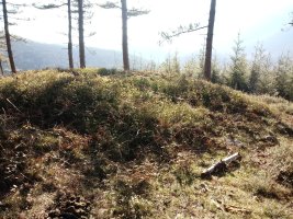 Arratolagaña trikuharria 5