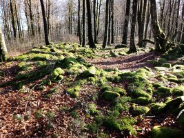 Larreluze trikuharria 3