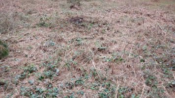 Ama Birjiñen Baso tumuloa 2