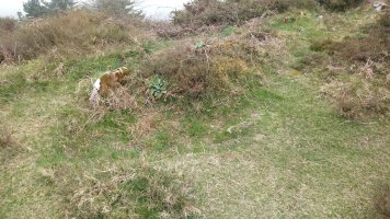 Zengoititagane trikuharria 2