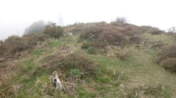 Zengoititagane trikuharria (2018)