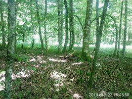 Arregi Erdikoa trikuharria 3